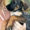 Brownie, femelle croisée berger, née le 01/08/2025 🐶