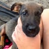Brownie, femelle croisée berger, née le 01/08/2025 🐶