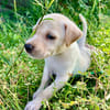Bleuenn, femelle X berger, née le 15/08/2025🐶