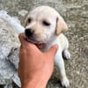 Bleuenn, femelle X berger, née le 15/08/2025🐶