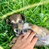 Alaska, femelle X berger, née le 15/08/2025 🐶