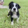 Ael, mâle berger,née le 15/08/2025 🐶