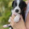 Ael, mâle berger,née le 15/08/2025 🐶