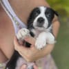 Ael, mâle berger,née le 15/08/2025 🐶