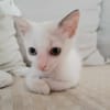Lily Rose, la petite puce