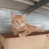 Lili, la minette qui vous attend