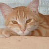 Lili, la minette qui vous attend
