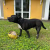 Rasta Rocquet, le plus beau