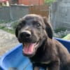 LORIENT, le petit bout en train au cœur tendre ! 🐾
