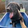 LORIENT, le petit bout en train au cœur tendre ! 🐾
