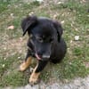 LORIENT, le petit bout en train au cœur tendre ! 🐾