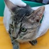 Kater Akari sucht sein Zuhause