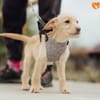 Sambooka - Zuhause/Pflegestelle gesucht!