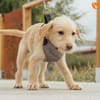 Sambooka - Zuhause/Pflegestelle gesucht!