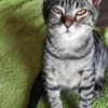 Kleiner Bandit sucht sein Zuhause