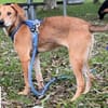 Colada  der neugierige Hundejunge