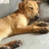 Colada  der neugierige Hundejunge