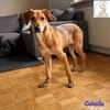 Colada  der neugierige Hundejunge