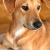 Colada  der neugierige Hundejunge