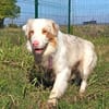 Potap sucht sein Zuhause