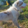 Potap sucht sein Zuhause