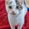 Katzenkind Jax