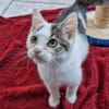 Katzenkind Jax