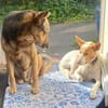 Teddy3 sucht ein Zuhause