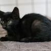 Katzenkind Moon