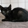 Katzenkind Moon