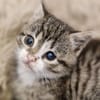 Katzenkind Karlie