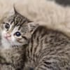 Katzenkind Karlie