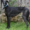 CORANA