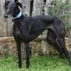 CORANA