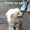Joyce sucht fröhliches Zuhause