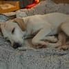 Zarte♥ Bella ♥wartet in 64711 Erbach/Od.