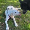 Zarte♥ Bella ♥wartet in 64711 Erbach/Od.