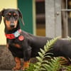 Lilly - liebe anhängliche kleine Hündin