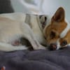 Chico sucht einfühlsames Zuhause