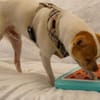 Chico sucht einfühlsames Zuhause
