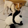 Chico sucht einfühlsames Zuhause
