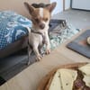 Chico sucht einfühlsames Zuhause