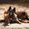 Lotte bildhübsches soziales Malinoismädl