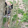 Lotte bildhübsches soziales Malinoismädl