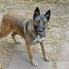 Lotte bildhübsches soziales Malinoismädl
