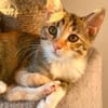 Fritzi & Greta verspielte Katzenkinder