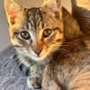 Fritzi & Greta verspielte Katzenkinder