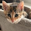 Fritzi & Greta verspielte Katzenkinder