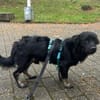 Joschie - wartet in 42651 Solingen