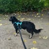 Joschie - wartet in 42651 Solingen